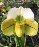 Paph. Cocoa Green × spicerianum 2.5''