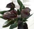 Anthurium 'Black Love' Ø 12 см