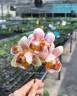 Phal. Jc Red Peacock (peloric - 3 lips) 2.5"