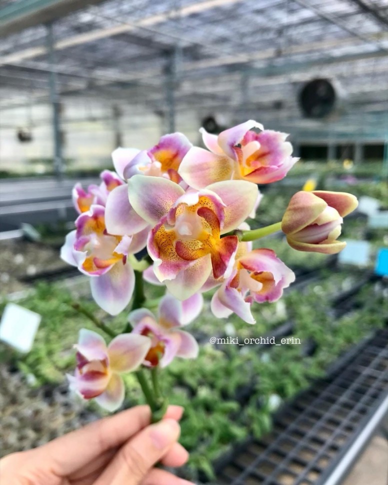 Phal. Jc Red Peacock (peloric - 3 lips) 2.5"