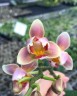 Phal. Jc Red Peacock (peloric - 3 lips) 2.5"
