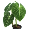 Philodendron Gloriosum (Ø 12 см)