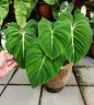 Philodendron Gloriosum (Ø 12 см)