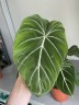 Philodendron Gloriosum (Ø 12 см)