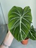 Philodendron Gloriosum (Ø 12 см)