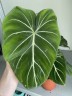 Philodendron Gloriosum (Ø 12 см)