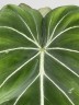 Philodendron Gloriosum (Ø 12 см)