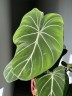 Philodendron Gloriosum (Ø 12 см)