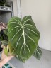 Philodendron Gloriosum (Ø 12 см)