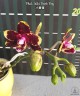 Phal. Miki Book Boy 2.5''