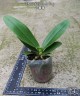 Phal. Miki Book Boy 2.5''