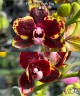 Phal. Miki Book Boy 2.5''