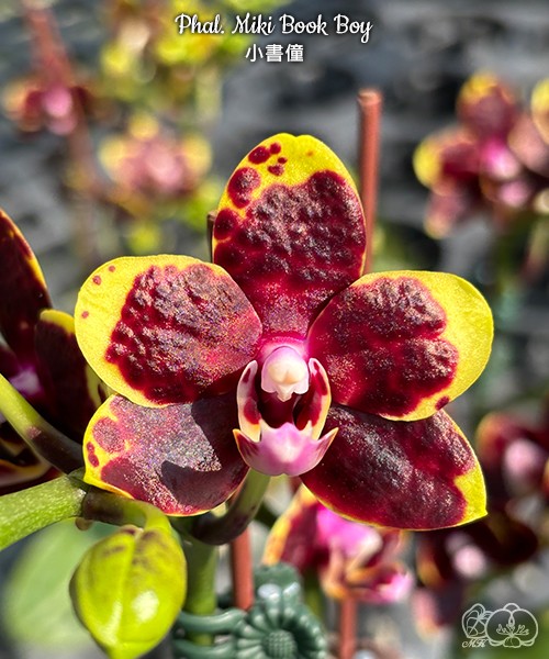 Phal. Miki Book Boy 2.5''