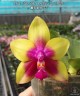 Phal. Miki Mok Choi Bear Queen '774' 2.5'' УЦЕНКА (нет нижн. лист.)