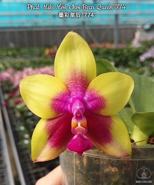 Phal. Miki Mok Choi Bear Queen '774' 2.5'' УЦЕНКА (нет нижн. лист.)