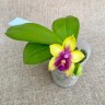 Phal. Miki Mok Choi Bear Queen '774' 2.5'' УЦЕНКА (нет нижн. лист.)