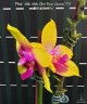 Phal. Miki Mok Choi Bear Queen '774' 2.5'' УЦЕНКА (нет нижн. лист.)