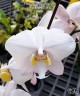 Phal. philippinensis × sib 2.5''