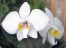 Phal. philippinensis × sib 2.5''