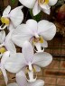 Phal. philippinensis × sib 2.5''