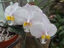Phal. philippinensis × sib 2.5''