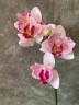 Phal. Miki Ice Cube 2.5" УЦЕНКА (мех. повр. листиков)