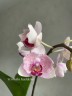Phal. Miki Ice Cube 2.5" УЦЕНКА (мех. повр. листиков)