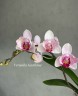 Phal. Miki Ice Cube 2.5" УЦЕНКА (мех. повр. листиков)