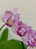 Phal. Miki Ice Cube 2.5" УЦЕНКА (мех. повр. листиков)