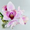 Phal. Miki Ice Cube 2.5" УЦЕНКА (мех. повр. листиков)