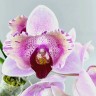 Phal. Miki Ice Cube 2.5" УЦЕНКА (мех. повр. листиков)