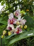 Phal. Miki Ice Cube 2.5" УЦЕНКА (мех. повр. листиков)