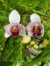 Phal. Miki Ice Cube 2.5" УЦЕНКА (мех. повр. листиков)