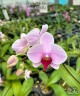 Phal. Miki Ice Cube 2.5" УЦЕНКА (мех. повр. листиков)