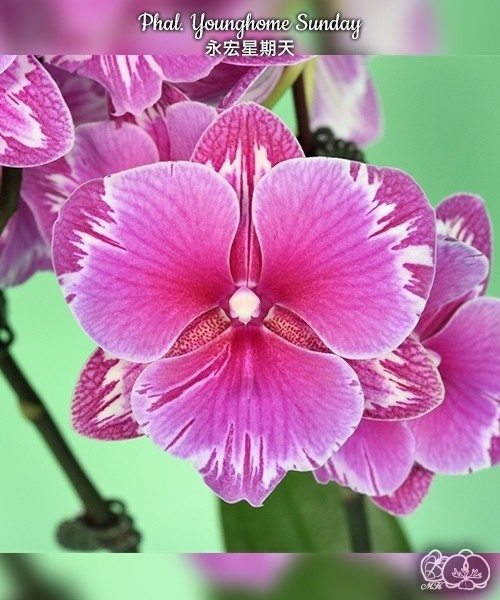 Phal. Younghome Sunday 2.5'' УЦЕНКА (два три листика.)