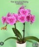 Phal. Younghome Sunday 2.5'' УЦЕНКА (два три листика.)