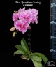 Phal. Younghome Sunday 2.5'' УЦЕНКА (два три листика.)