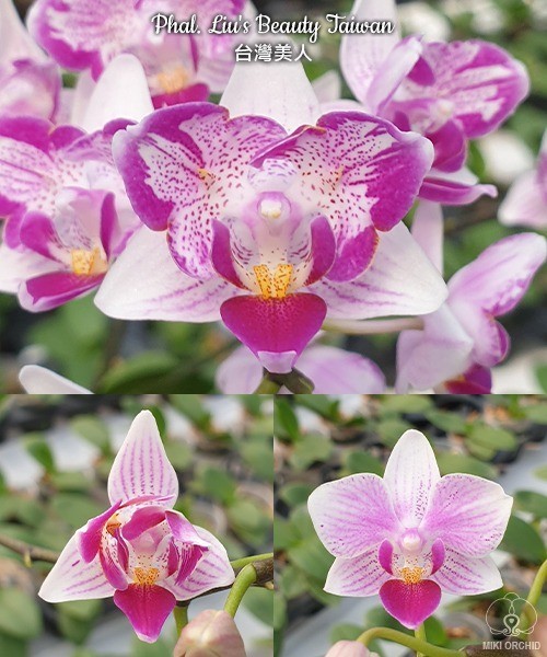 Phal. Liu's Beauty Taiwan 2.5''
