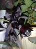 Monnierara Millennium Magic 'witchcraft' AM/AOS 2.5"