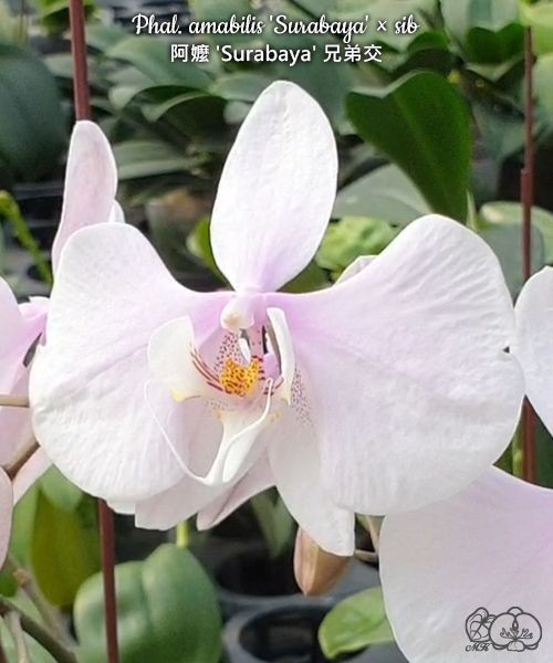 Phal. amabilis 'Surabaya' × sib 2.5''