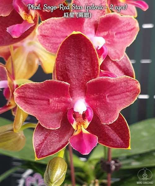 Phal. Sogo Red Star (peloric - 2 eyes) 2.5'' УЦЕНКА 50%
