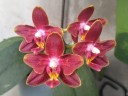 Phal. Sogo Red Star (peloric - 2 eyes) 2.5'' УЦЕНКА (термическое повреждение верхнего листика)