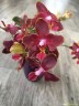 Phal. Sogo Red Star (peloric - 2 eyes) 2.5'' УЦЕНКА (термическое повреждение верхнего листика)