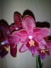 Phal. Sogo Red Star (peloric - 2 eyes) 2.5'' УЦЕНКА (термическое повреждение верхнего листика)