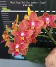 Phal. Sogo Red Star (peloric - 2 eyes) 2.5'' УЦЕНКА (термическое повреждение верхнего листика)