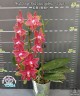 Phal. Sogo Red Star (peloric - 2 eyes) 2.5'' УЦЕНКА (термическое повреждение верхнего листика)