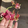 Phal. Sogo Red Star (peloric - 2 eyes) 2.5'' УЦЕНКА (термическое повреждение верхнего листика)