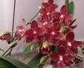 Phal. Sogo Red Star (peloric - 2 eyes) 2.5'' УЦЕНКА (термическое повреждение верхнего листика)