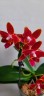 Phal. Sogo Red Star (peloric - 2 eyes) 2.5'' УЦЕНКА (термическое повреждение верхнего листика)