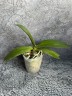 Phal. Sogo Red Star (peloric - 2 eyes) 2.5'' УЦЕНКА (термическое повреждение верхнего листика)